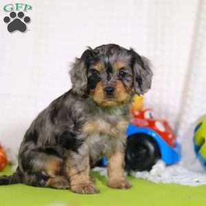 Grace, Cavapoo Puppy